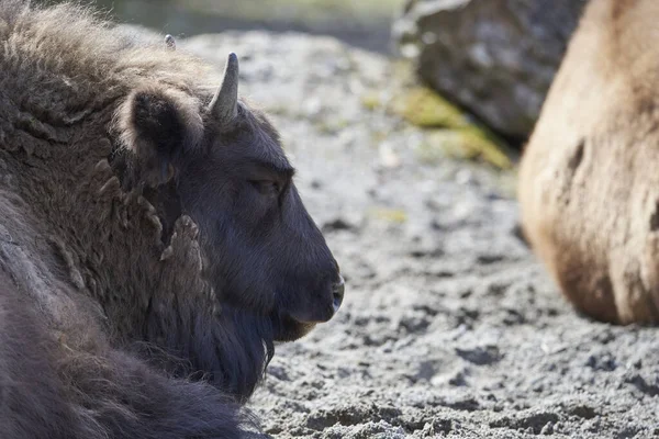 Natur Bison Laying Nature Parc Switzerland Symbol Peaceful Power — Stock Photo, Image