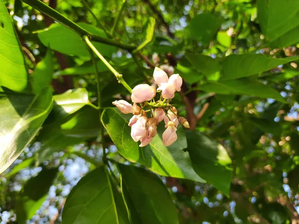 Millettia Pinnata Flores Uma Espécie Árvore Família Fabaceae Nativa Ásia — Fotografia de Stock