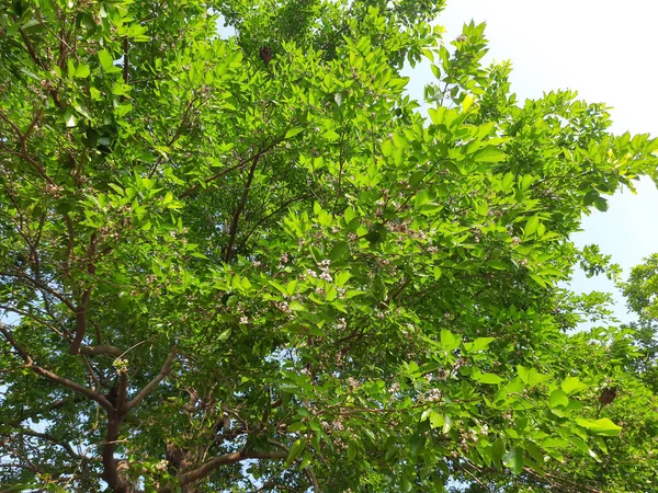 Millettia Pinnata Flowers Isa Species Tree Pea Family Fabaceae Native — Stock Photo, Image