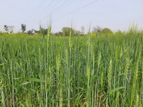 Weizenfeld Blauen Himmel Hintergrund Weizengras Dies Ist Weizenanbau Sehr Schöne — Stockfoto