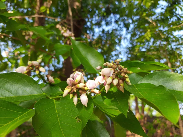 Fabaceae 아시아 오스트레일리아 태평양 들에서 자생하는 토착종이다 — 스톡 사진