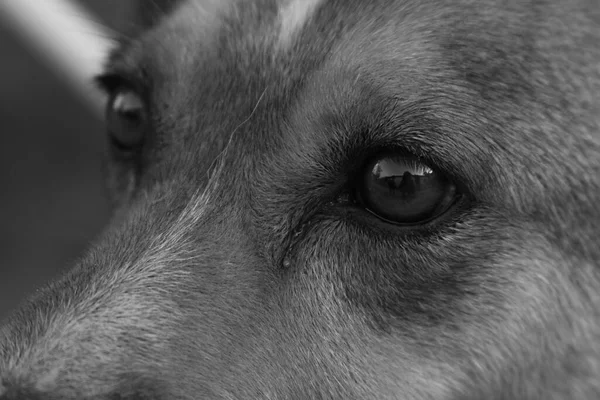 Grayscale Shot Mongrel — Stock Photo, Image