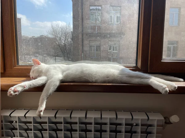 Gato Peludo Blanco Tendido Junto Ventana — Foto de Stock