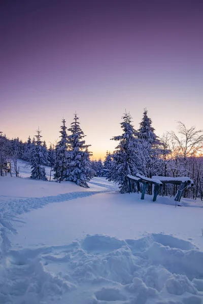 Jesenk Tschechische Republik Februar 2021 Mit Schnee Bedeckte Bäume Sonnenuntergang — Stockfoto