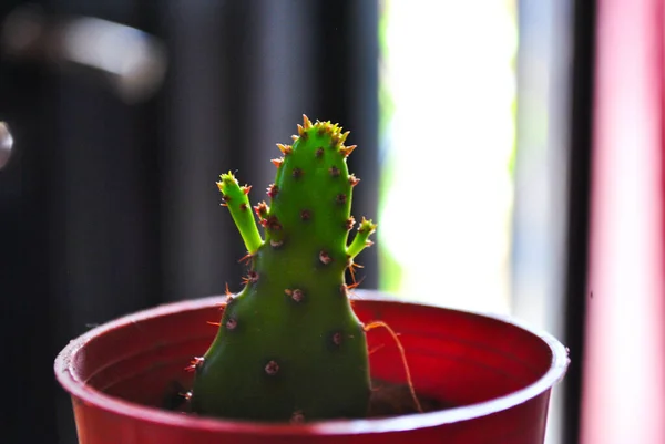 Eine Nahaufnahme Eines Eingetopften Euphorbia Trigona Kaktus — Stockfoto