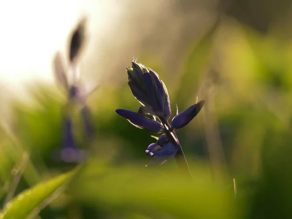 Bluebell Vadvirágok Sziluett Elvont Közelkép Lövés — Stock Fotó