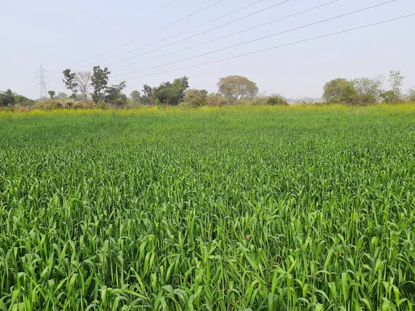 青空を背景に小麦畑 小麦草だ これは 小麦の栽培は 非常に美しい緑の朝に植物を振っている 麦工場 — ストック写真