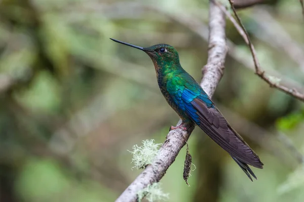 Large Hummingbird Perching Branch Birdwatching South America Colombia — Stock Photo, Image