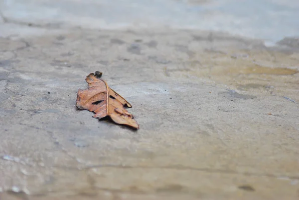 Closeup Shot Fallen Leaf Ground — Stock Photo, Image