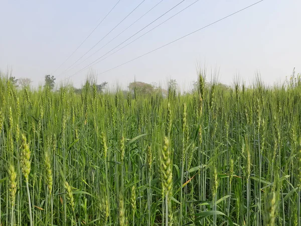 青空を背景に小麦畑 小麦草だ これは 小麦の栽培は 非常に美しい緑の朝に植物を振っている 麦工場 — ストック写真