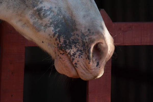 Een Close Shot Van Een Paard — Stockfoto