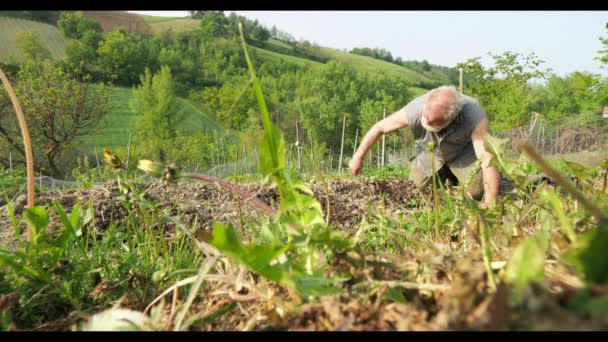 Фермер Вытаскивает Мертвую Траву Почвы Своем Органическом Саду — стоковое видео