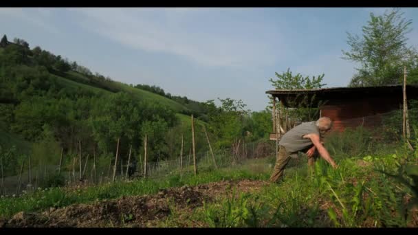 Fermier Regardant Fièrement Les Magnifiques Pissenlits Sur Son Jardin — Video