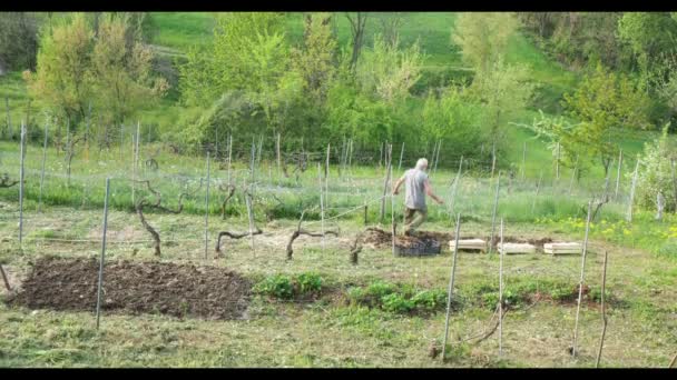 Een Boer Die Groenten Water Geeft Zijn Verse Biologische Tuin — Stockvideo