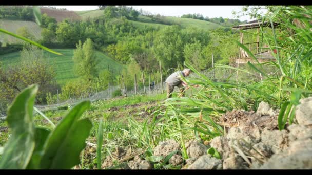 Farmer Podlewający Warzywa Swoim Świeżym Organicznym Ogrodzie — Wideo stockowe