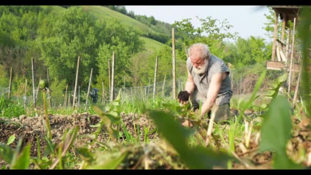 一个农民在他的有机菜园里挖掘和净化土壤 — 图库视频影像