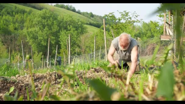 Rolnik Kopiący Odświeżający Glebę Swoim Organicznym Ogrodzie — Wideo stockowe