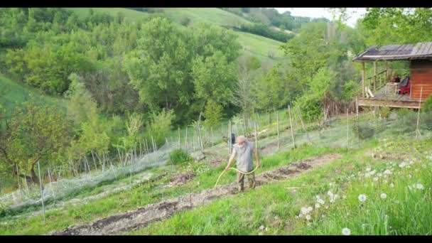 Фермер Поливает Овощи Своем Свежем Органическом Огороде — стоковое видео