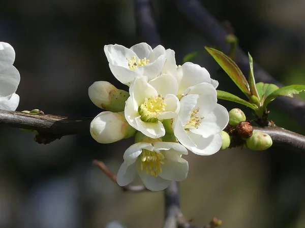 Närbild Blommande Japanska Kvitten Trädgården — Stockfoto