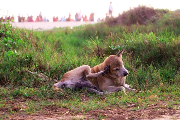 Colpo Verticale Cane Che Riposo Sull Erba Verde — Foto Stock