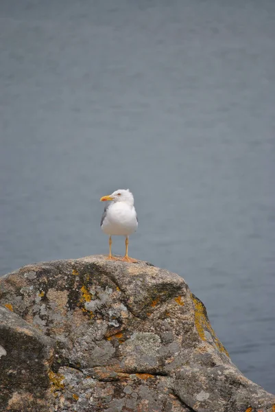 Plan Vertical Une Jolie Mouette Debout Sur Rivage Rocheux Avec — Photo