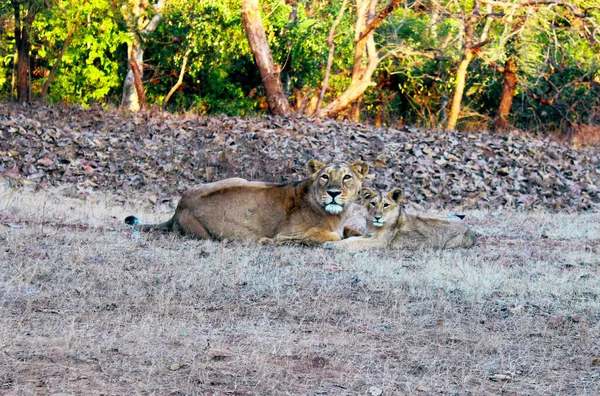 Une Lionne Avec Son Petit Dormant Sur Herbe — Photo