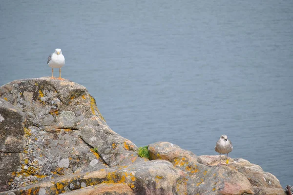 Pair Seagulls Standing Some Distance Away Each Other Rocks Calm — Stock Photo, Image