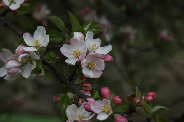 桜の木のクローズアップ — ストック写真