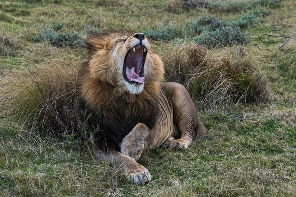 Een Prachtig Shot Van Een Brullende Leeuw Een Weide — Stockfoto