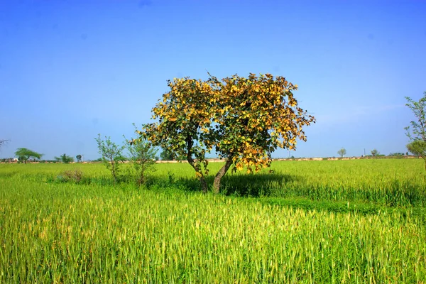 緑の草原に黄色の葉を持つ木の美しい景色 — ストック写真