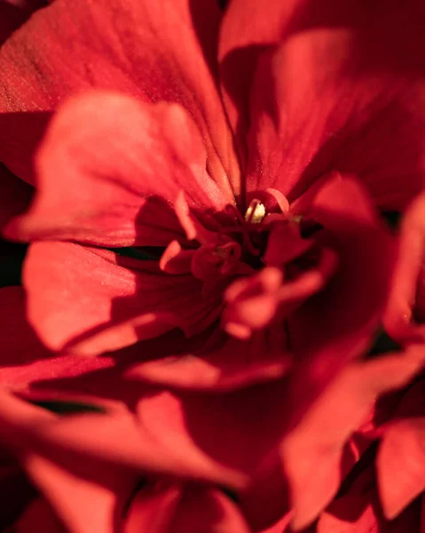 Closeup Shot Beautiful Red Geranium Flower — Stock Photo, Image