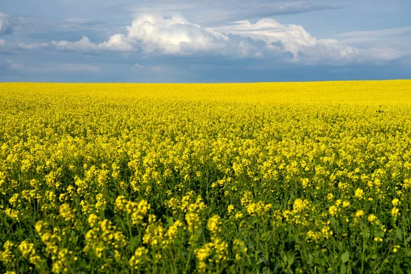 Hermoso Paisaje Con Campo Colza Amarilla Flor Día Soleado —  Fotos de Stock