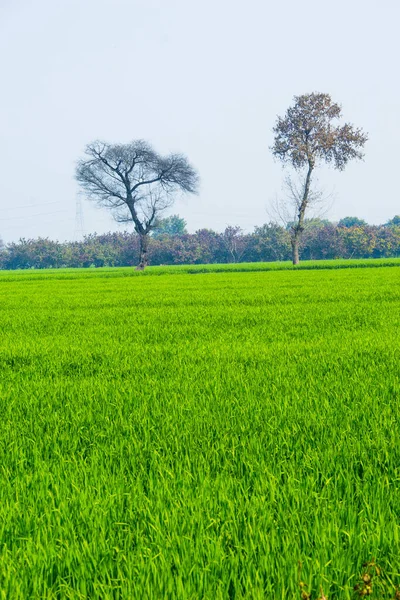 悲観的な日に緑の牧草地と美しい風景の垂直ショット — ストック写真