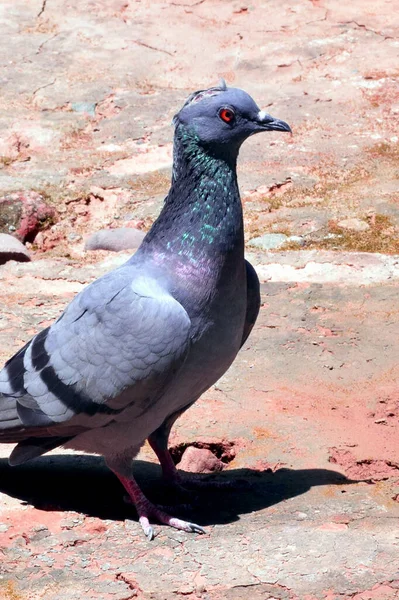 Yerdeki Bir Kaya Güvercininin Dikey Görüntüsü — Stok fotoğraf