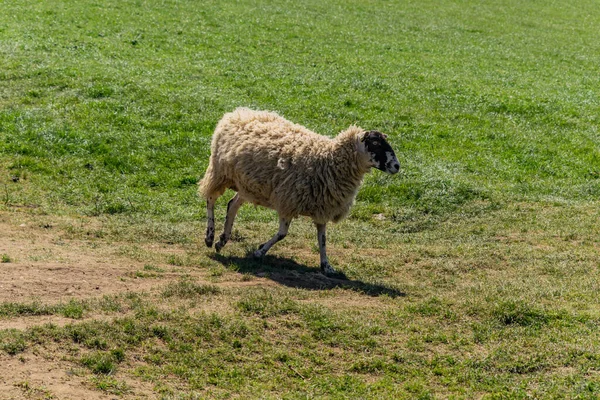 Een Wollige Romanov Schapen Grazen Het Veld — Stockfoto