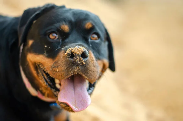 Parkta Oynayan Sevimli Gülümseyen Rottweiler Paula Nın Portresi — Stok fotoğraf