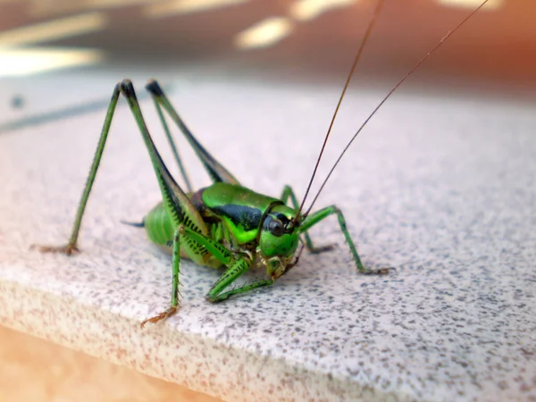 Close Shot Green Grasshopper Outdoor Terrace — Stock Photo, Image