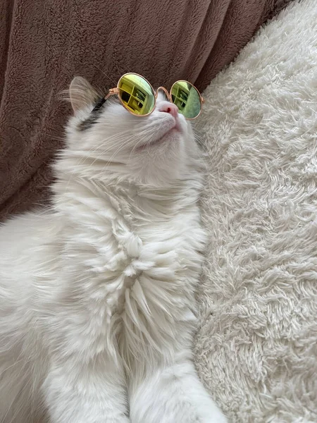 一只白色的猫躺在沙发上 眼睛上戴着滑稽的眼镜 这是一张垂直的照片 — 图库照片