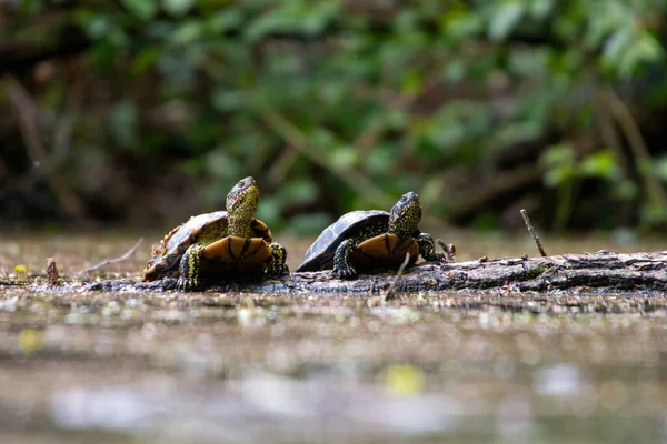 Twee Kleine Schildpadden Het Bos — Stockfoto