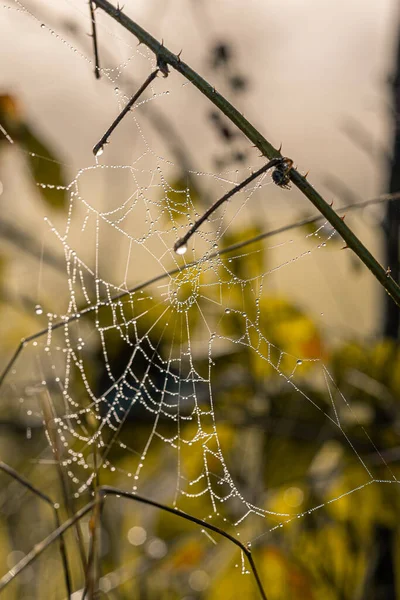 Tiro Vertical Uma Teia Aranha Tecida Galho Árvore Fundo Embaçado — Fotografia de Stock