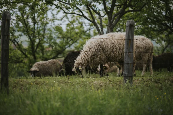 Dikenli Tellerle Keçilerle Otlarla Beslenen Koyunlarla Dolu Bir Çayır — Stok fotoğraf