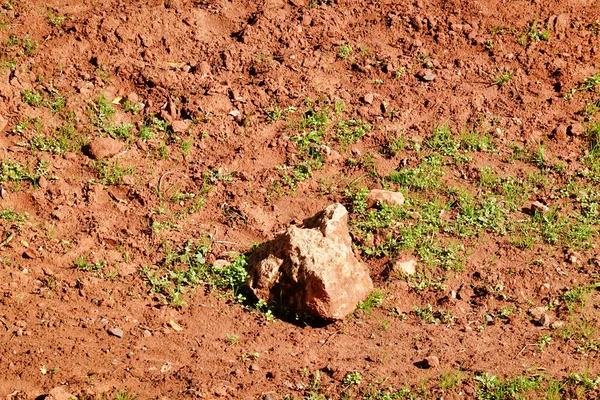 Jonge Groene Planten Groeien Door Grond — Stockfoto