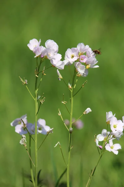 Vertikal Bild Vackra Vita Vårblommor Ett Soligt Fält — Stockfoto