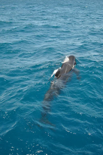 Tiro Vertical Golfinho Bonito Nadando Mar Azul Brilhante Sob Ondas — Fotografia de Stock