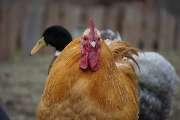 Nahaufnahme Einer Braunen Henne Auf Dem Bauernhof — Stockfoto