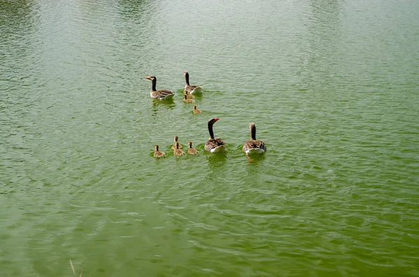 Uma Bela Vista Remar Patos Nadando Juntos Lago Tranquilo Verde — Fotografia de Stock