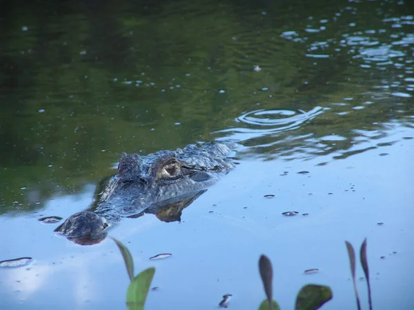 Ein Krokodil Schwimmt Einem See — Stockfoto