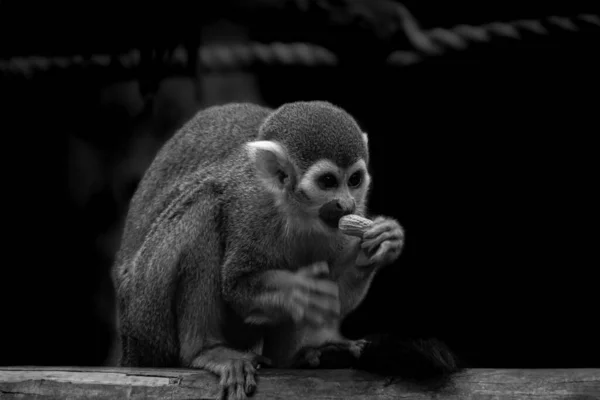 Detailní Záběr Malé Opice Zoo — Stock fotografie