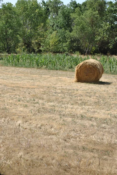 Μια Κάθετη Λήψη Ενός Κυλίνδρου Άχυρα Τροχαίο Ένα Άδειο Πεδίο — Φωτογραφία Αρχείου