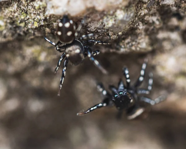 Close Duas Aranhas Uma Rocha Com Fundo Embaçado — Fotografia de Stock